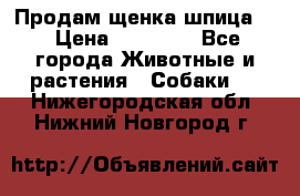 Продам щенка шпица.  › Цена ­ 15 000 - Все города Животные и растения » Собаки   . Нижегородская обл.,Нижний Новгород г.